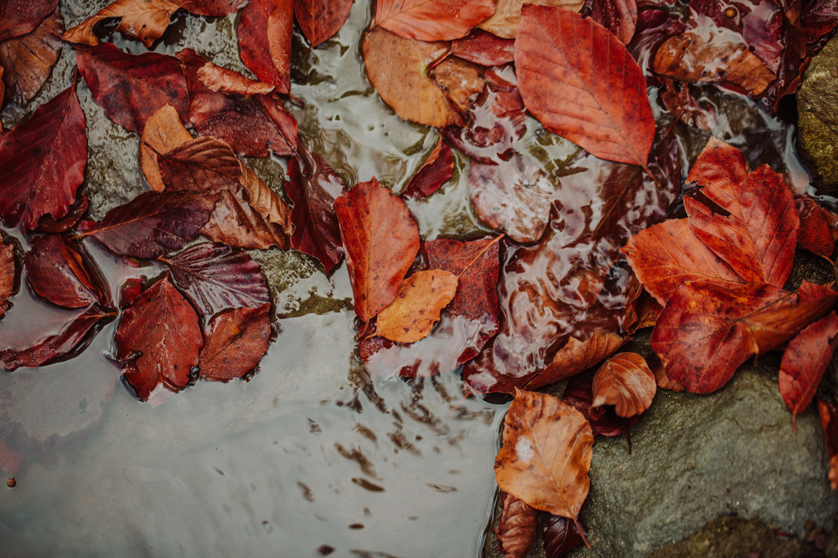 Jesień w Beskidzie Niskim - liście w potoku