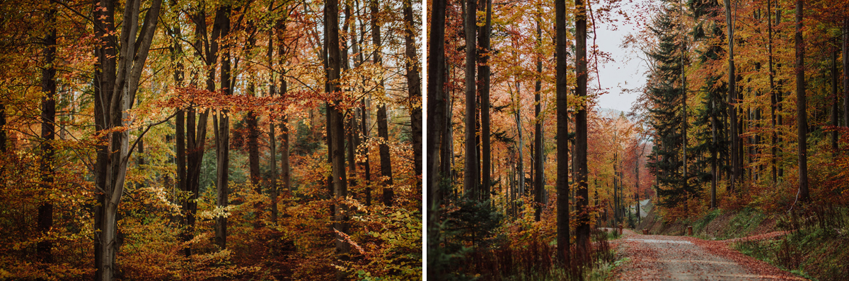 Jesień w Beskidzie Niskim - droga w lesie