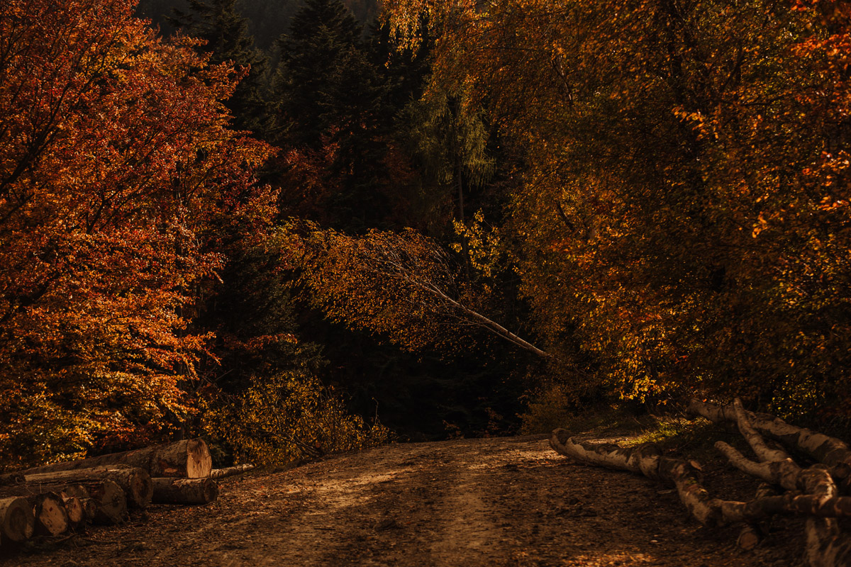 Jesienna droga w Beskidzie Niskim